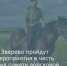 Ко Дню памяти войсковой казачьей славы в Зверево подготовлены мероприятия - Город Зверево